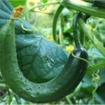 What benefits does the white-flowered gourd give during pregnancy