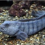 Do I need to be cautious while having wolffish during pregnancy
